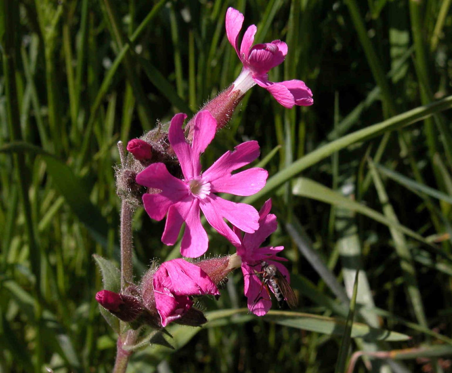 Campion, Red